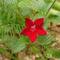 Ipomoea quamoclit L.